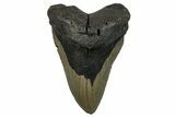 Fossil Megalodon Tooth - North Carolina #258747-1